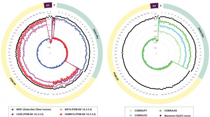 H1N1 G4 swine influenza T cell epitope analysis in swine and human vaccines and circulating strains uncovers potential risk to swine and humans