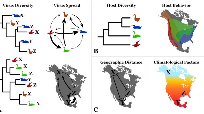 Host diversity and behavior determine patterns of interspecies transmission and geographic diffusion of avian influenza A subtypes among North American wild reservoir species