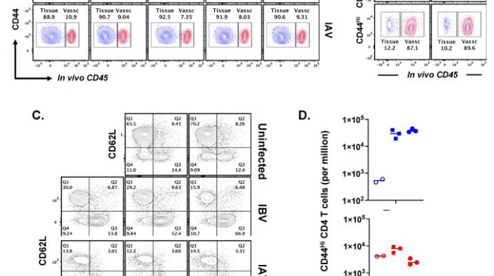 Development of a Mouse Model to Explore CD4 T Cell Specificity, Phenotype, and Recruitment to the Lung after Influenza B Infection