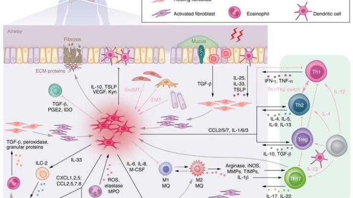 Pulmonary inflammation and fibroblast immunoregulation: from bench to bedside