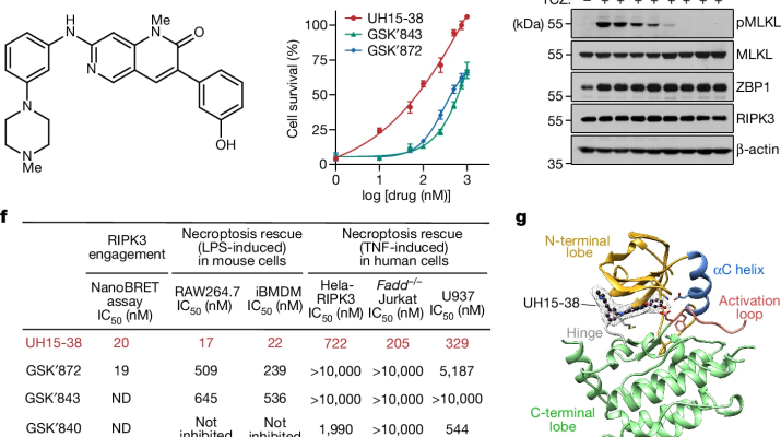 Necroptosis blockade prevents lung injury in severe influenza