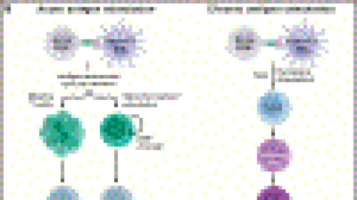 Major types of adaptive immune responses, including effector, memory, exhausted T cell, and regulatory T cell responses