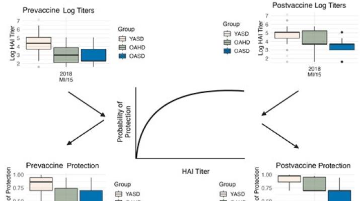  Estimating standard-dose and high-dose Fluzone vaccine efficacies for influenza A based on HAI titers