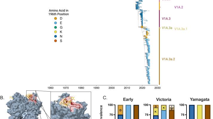 N-glycosylation at the receptor binding site drives differences in receptor binding specificity between influenza B virus lineages