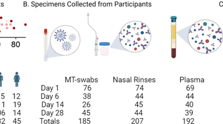 Early mucosal IFN-α, IP-10, and IL-1RA and synchronized mucosal and systemic immune responses mediate COVID-19 disease progression